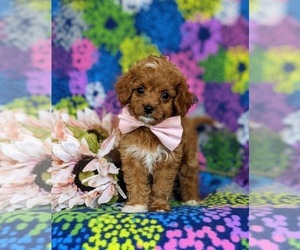 Cavapoo Puppy for sale in NOTTINGHAM, PA, USA