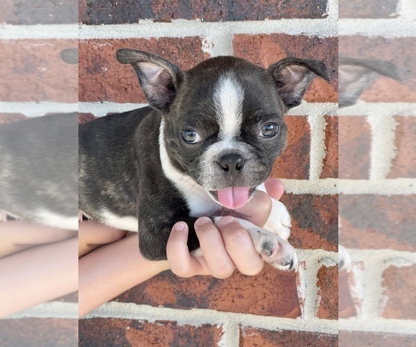 Medium Photo #2 Boston Terrier Puppy For Sale in MADISONVILLE, TX, USA