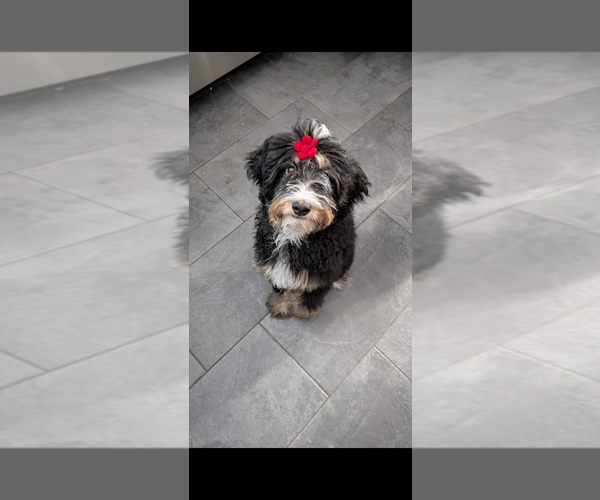 Medium Photo #1 Bernedoodle (Miniature) Puppy For Sale in GLENDALE HEIGHTS, IL, USA