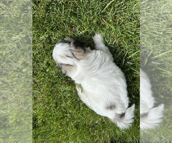 Medium Photo #6 Mal-Shi Puppy For Sale in ROGERS, MN, USA