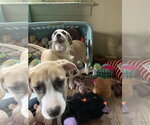Small #2 Labrador Retriever Mix