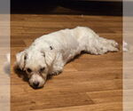Small #1 Maltipoo