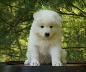 Samoyed Puppy for sale in FREDERICKSBURG, OH, USA