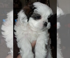 Shih-Poo Puppy for sale in GLOUSTER, OH, USA