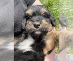Small Photo #9 Bernedoodle Puppy For Sale in HARROGATE, TN, USA