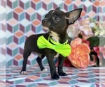 Small Photo #4 Chorkie Puppy For Sale in LANCASTER, PA, USA