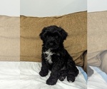 Small Photo #3 Portuguese Water Dog Puppy For Sale in HAVERTOWN, PA, USA