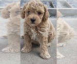 Small #1 Miniature Labradoodle