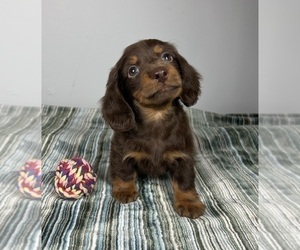 Dachshund Puppy for sale in INDIANAPOLIS, IN, USA