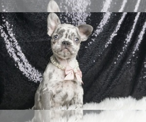 French Bulldog Puppy for Sale in WARSAW, Indiana USA