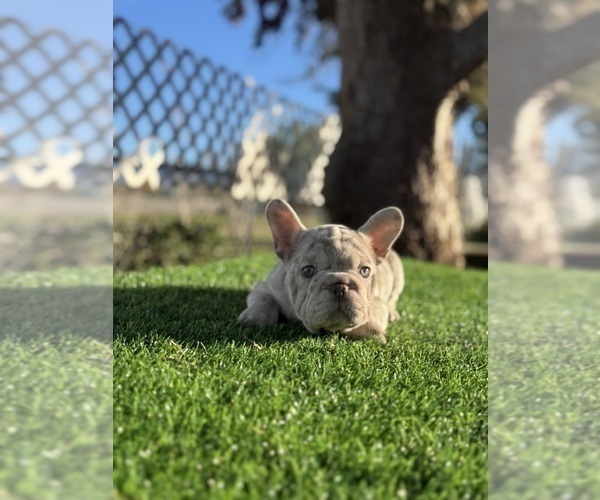 Medium Photo #5 French Bulldog Puppy For Sale in DAYTON, OH, USA