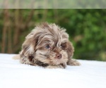 Small #3 ShihPoo