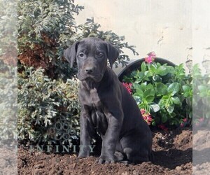 Great Dane Puppy for sale in BROGUE, PA, USA