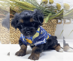 Puppy 2 Shorkie Tzu