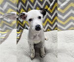 Small #1 Mutt