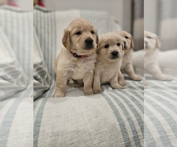 Medium Photo #2 Golden Retriever Puppy For Sale in ELVERTA, CA, USA