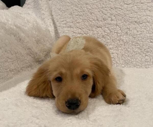 Medium Photo #13 Golden Retriever Puppy For Sale in RICHMOND, MI, USA