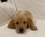 Small #12 Golden Retriever