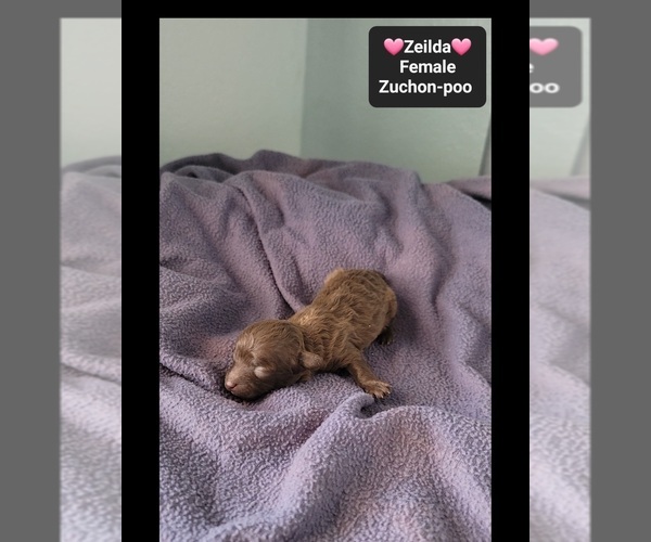 Medium Photo #2 Poodle (Toy)-Zuchon Mix Puppy For Sale in TUCSON, AZ, USA