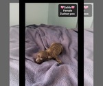 Small #1 Poodle (Toy)-Zuchon Mix