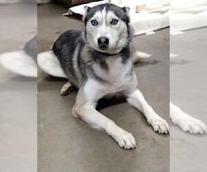 Siberian Husky Dogs for adoption in Amarillo, TX, USA