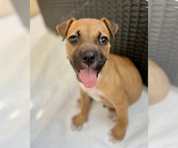 Medium Photo #2 Boxer-Unknown Mix Puppy For Sale in Royal Palm Beach, FL, USA
