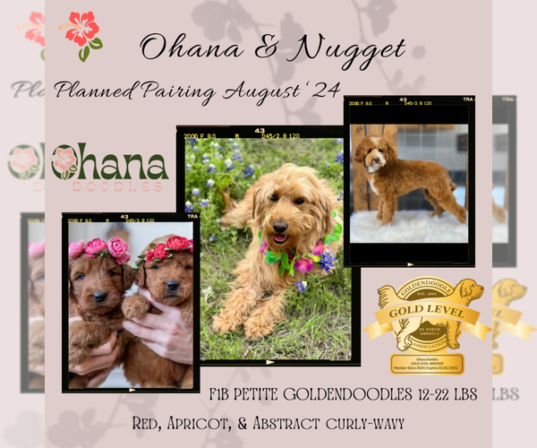Medium Photo #29 Goldendoodle (Miniature) Puppy For Sale in HALTOM CITY, TX, USA