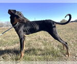 Small #5 Doberman Pinscher