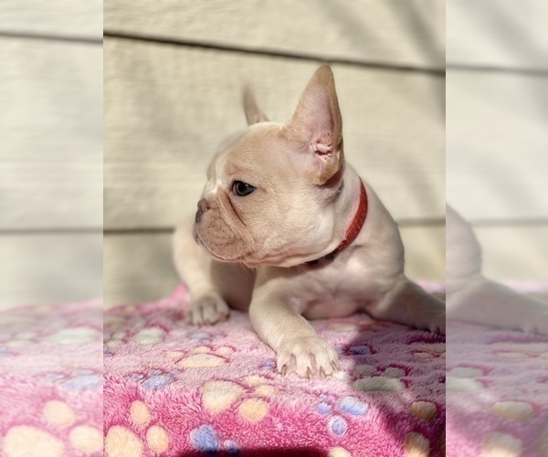 Medium Photo #1 French Bulldog Puppy For Sale in TEMECULA, CA, USA