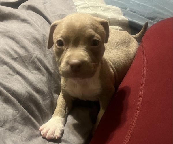 Medium Photo #30 American Bully Puppy For Sale in BUFFALO, NY, USA