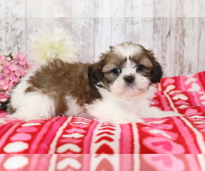 Shih Tzu Puppy for sale in SHILOH, OH, USA
