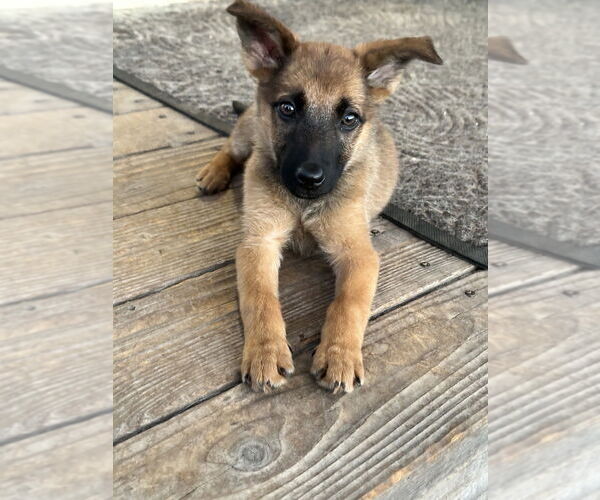 Medium Photo #4 German Shepherd Dog-Unknown Mix Puppy For Sale in West Sacramento, CA, USA