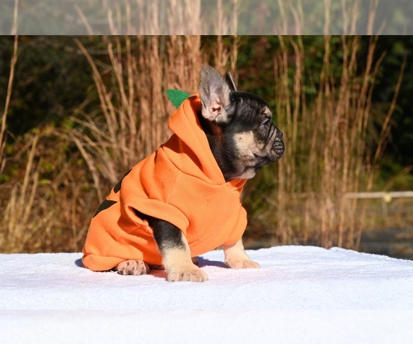 Medium Photo #2 French Bulldog Puppy For Sale in DECATUR, GA, USA