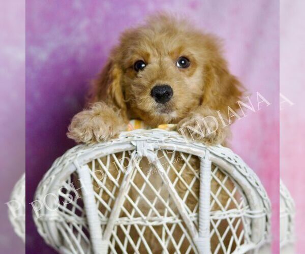 Medium Photo #1 Goldendoodle (Miniature) Puppy For Sale in WARSAW, IN, USA