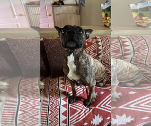 Sissy - ADOPTION PENDING!! - Female Mutt Dog for Adoption - Photo #2