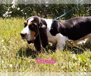 Medium Basset Hound