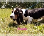Puppy Puppy 3 Basset Hound