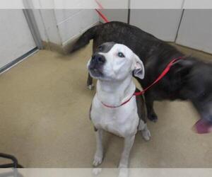 Mutt Dogs for adoption in Santa Rosa, CA, USA