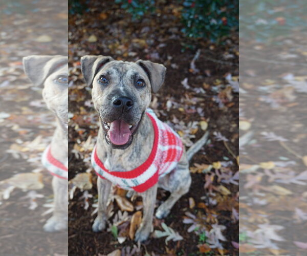 Medium Photo #2 Mutt Puppy For Sale in Greenville, SC, USA