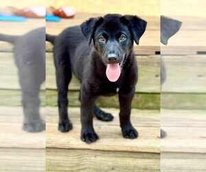 Mutt Dogs for adoption in New Orleans, LA, USA