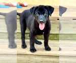 Small Mutt