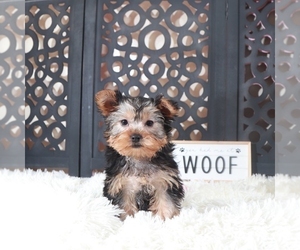 Medium Photo #2 Yorkshire Terrier Puppy For Sale in MOUNT VERNON, OH, USA