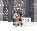 Small #1 Yorkshire Terrier