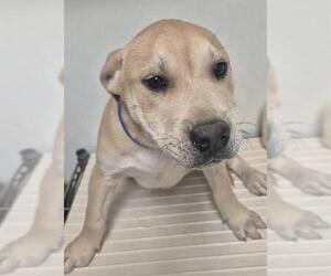 Labrador Retriever-Unknown Mix Dogs for adoption in Bakersfield, CA, USA