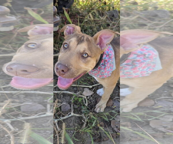 Medium Photo #1 Mutt Puppy For Sale in Germantown, OH, USA