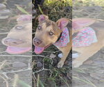 Pudding pop - Female Mutt Dog for Adoption - Small photo