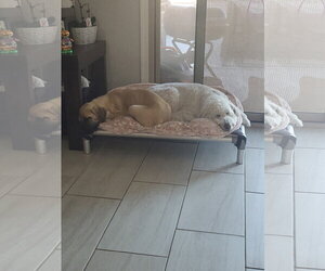 Winnie - Female Mastiff-Unknown Mix Dog for Adoption - Photo #2