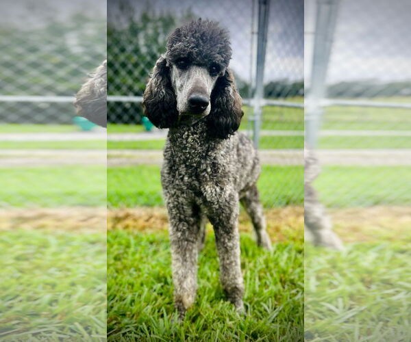Medium Photo #2 Poodle (Standard)-Unknown Mix Puppy For Sale in Pacolet, SC, USA