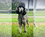 Small #1 Poodle (Standard) Mix