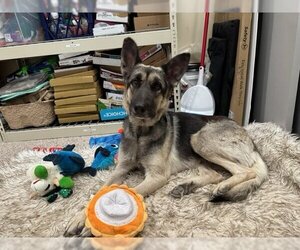 German Shepherd Dog-Unknown Mix Dogs for adoption in Fort Collins, CO, USA